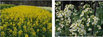 2024년 개발 유채 품종 ‘금별’(왼쪽)과 ‘백운’(오른쪽)