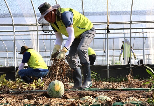 29일 충남 청양군에서 박병희 NH농협생명 대표이사와 임직원들이 수해복구를 위한 일손돕기를 실시하고 있다. [사진=농협생명 제공]