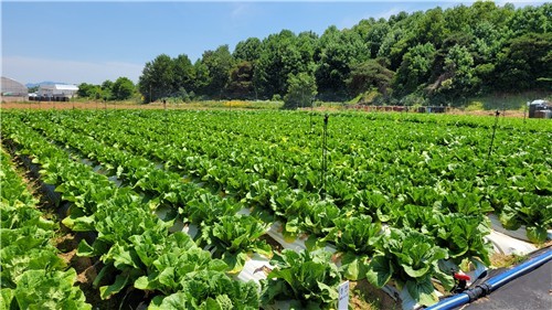 여름배추 안정생산 위한 다목적 관수 시스템. [사진=농진청]