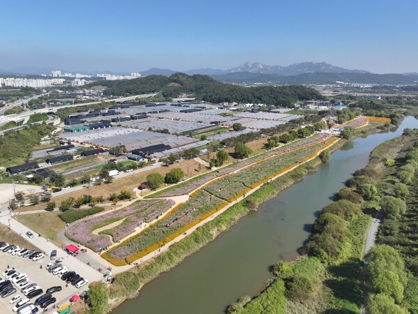 코스모스 축제가 열리는 창릉천 강매석교 일원. [사진=고양특례시]