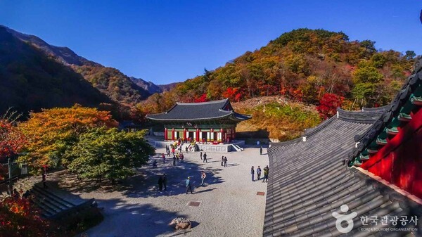 장성 가볼 만한 곳, 고요한 사찰과 감각적인 카페의 조화로운 시간