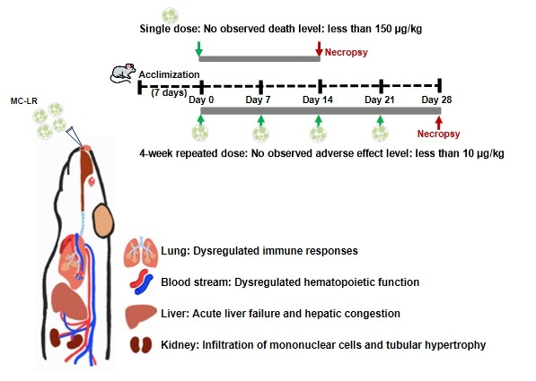 경희대 의과대학 박은정 교수 연구팀이 임상연구팀과 함께 최근 급증하는 녹조에 함유된 ‘마이크로시스틴’이 호흡기를 통해 인체에 미치는 위험성을 과학적으로 규명하고, 국민 건강을 지키기 위한 안전 가이드라인을 제시했다. 연구의 주요 내용을 그림으로 표현한 사진이다.