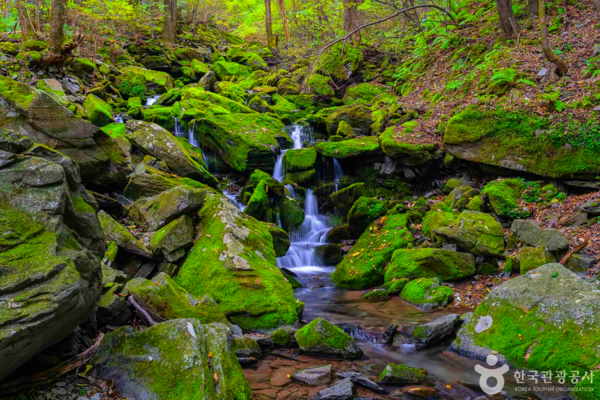 겨울에 가볼 만한 곳, 평창의 숲과 계곡이 선사하는 고요 - 뉴스 썸네일 이미지