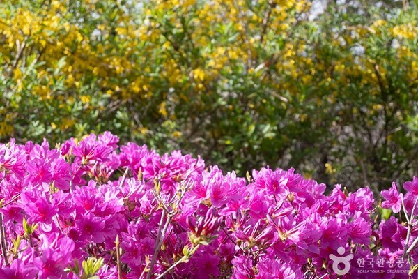 진달래동산. [사진=한국관광공사]