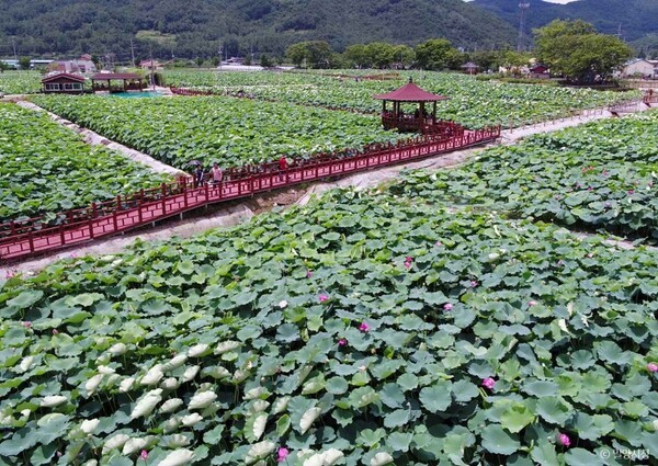 봄에 가볼 만한 곳, 밀양의 자연 속에서 만나는 평화로운 휴식 - 뉴스 썸네일 이미지